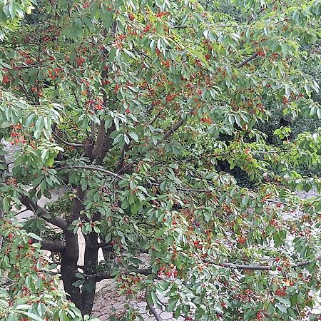 Apartman Popovic Cetinje Apartman Kültér fotó